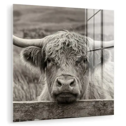 Schotse hooglander - Zwart - Wit - Hout plexiglas 5mm klein -zzzproduct_nieuw