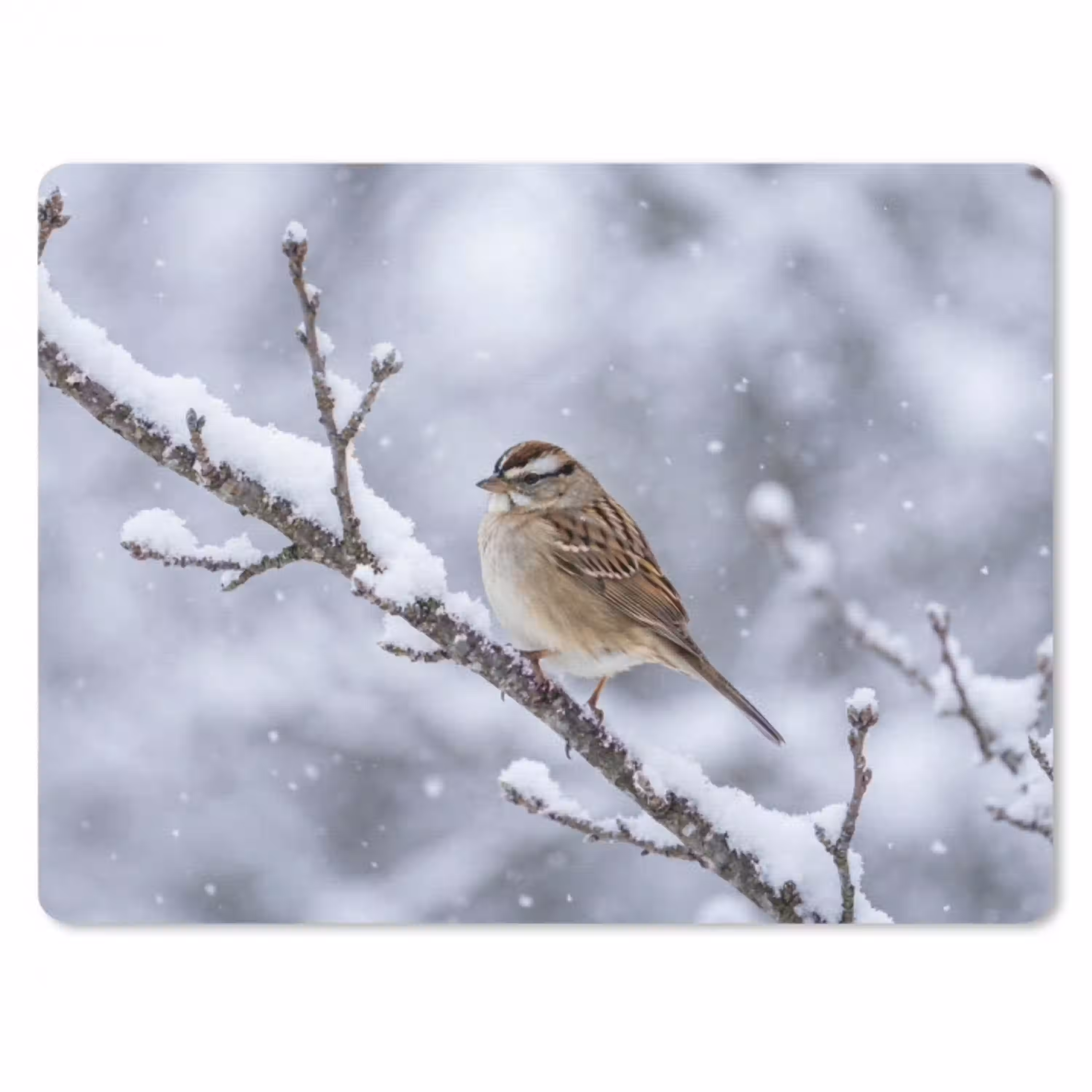 Vogel - Tak - Sneeuw - Winter muismat rubber klein -3d