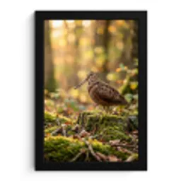 Houtsnip - Bos - Bladeren - Herfst - Gecamoufleerd fotolijst zwart zonder passe partout klein -3d