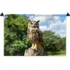 Uil - Boomstronk - Bos - Lucht Wandkleed katoen klein -zz3d