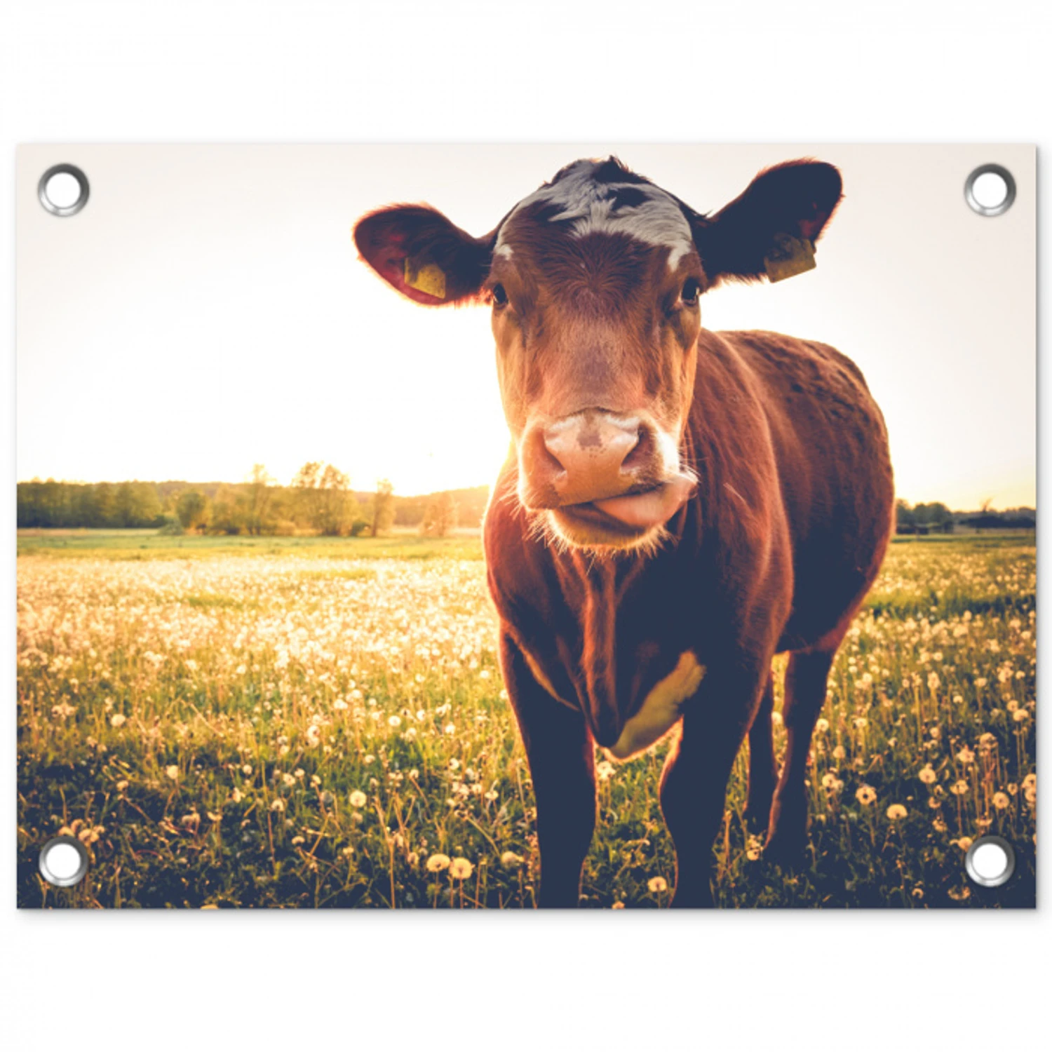 Koe bij zonsondergang op een veld vol paardenbloemen tuinposter los doek klein -3d