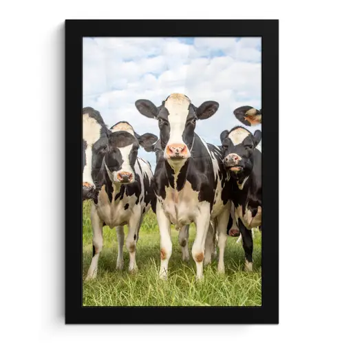 Koeien - Weiland - Dieren - Natuur - Gras fotolijst zwart zonder passe partout klein -3d