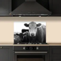Koeien - Zwart - Wit keuken achterwand spatscherm klein -sfeer1