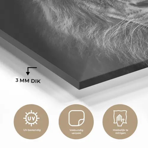 Leeuw - Dieren - Zwart - Wit plexiglas 5mm klein -sfeer2
