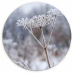Schermbloem - Rijp - Kristallen - Winter - Delicaat Wandcirkel kunststof plaat 5mm dik klein -3d