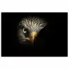 Vogel - Adelaar - Roofvogels - Oog - Snavel - Licht poster papier klein -3d