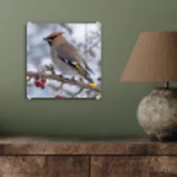 Pestvogel - Bessen - Winter - Natuur plexiglas 5mm klein -sfeer3
