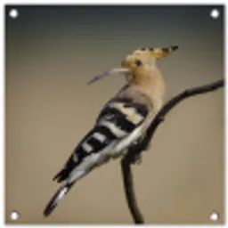 Vogel - Tropisch - Natuur tuinposter los doek klein -3d