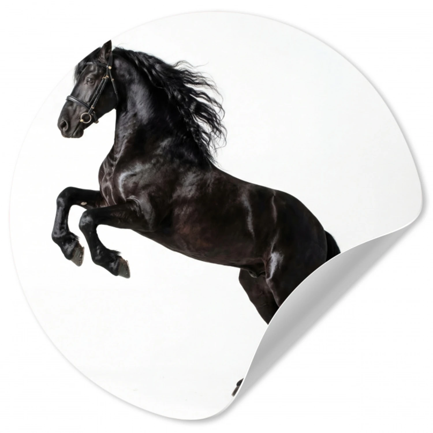 Zwart - Paard - Portret Wandcirkel behangsticker klein -3d