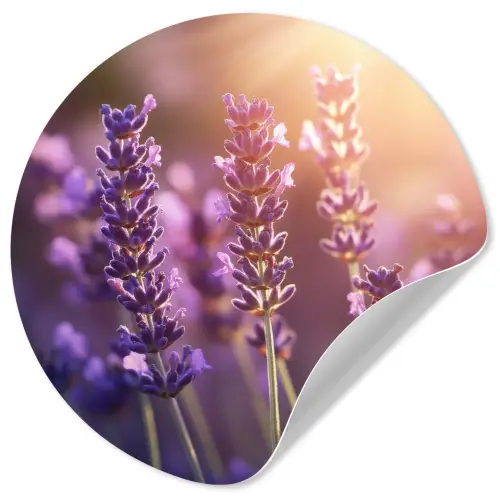 Lavendelbloemen - Paars - Zonlicht Wandcirkel behangsticker klein -3d