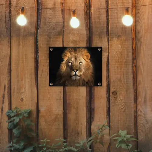 Leeuw in het avondlicht tuinposter los doek klein -sfeer1