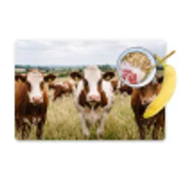 Koeien - Portret - Weide - Boerderij - Nieuwsgierig Placemat vinyl groot -zzzproduct_Kitchenyeah-website