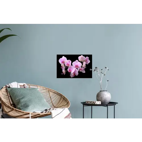 Orchidee - Bloemen - Roze - Flora Muursticker klein -plant