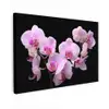 Orchidee - Bloemen - Roze - Flora Tuinposter op houten frame 2 cm dik klein -3d