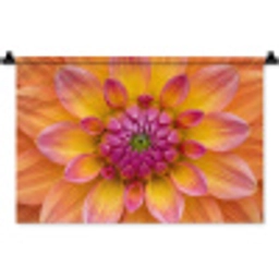 Dahlia - Bloem - Oranje Wandkleed katoen klein -zz3d