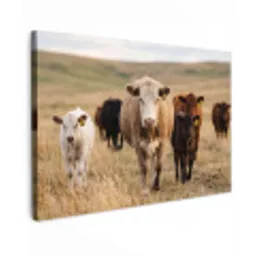 Runderen - Kudde - Landschap - Weide - Rustig canvas 2cm klein -z3d