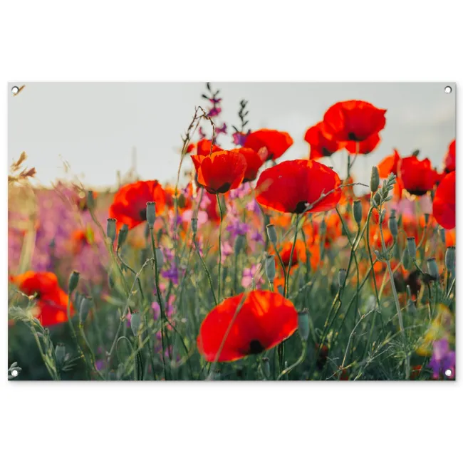 Garden Poster - Red poppies in the evening sun