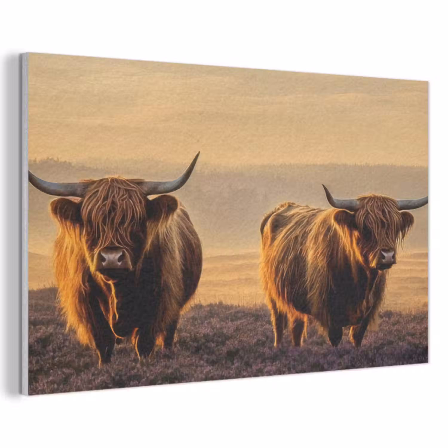 Akoestisch schilderij - Schotse hooglanders - Heide - Landschap - Dieren