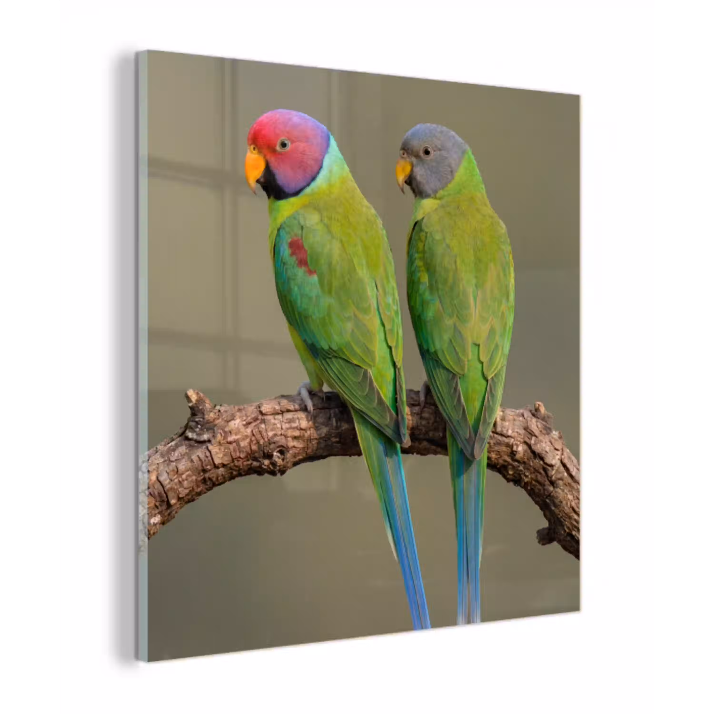Papagaai - Tak - Natuur - Kleurrijk plexiglas 5mm klein -z3d