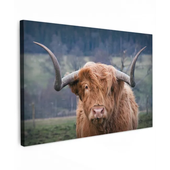 Buiten canvas - Schotse Hooglander - Koeienkop - Landschap - Natuur - Koe