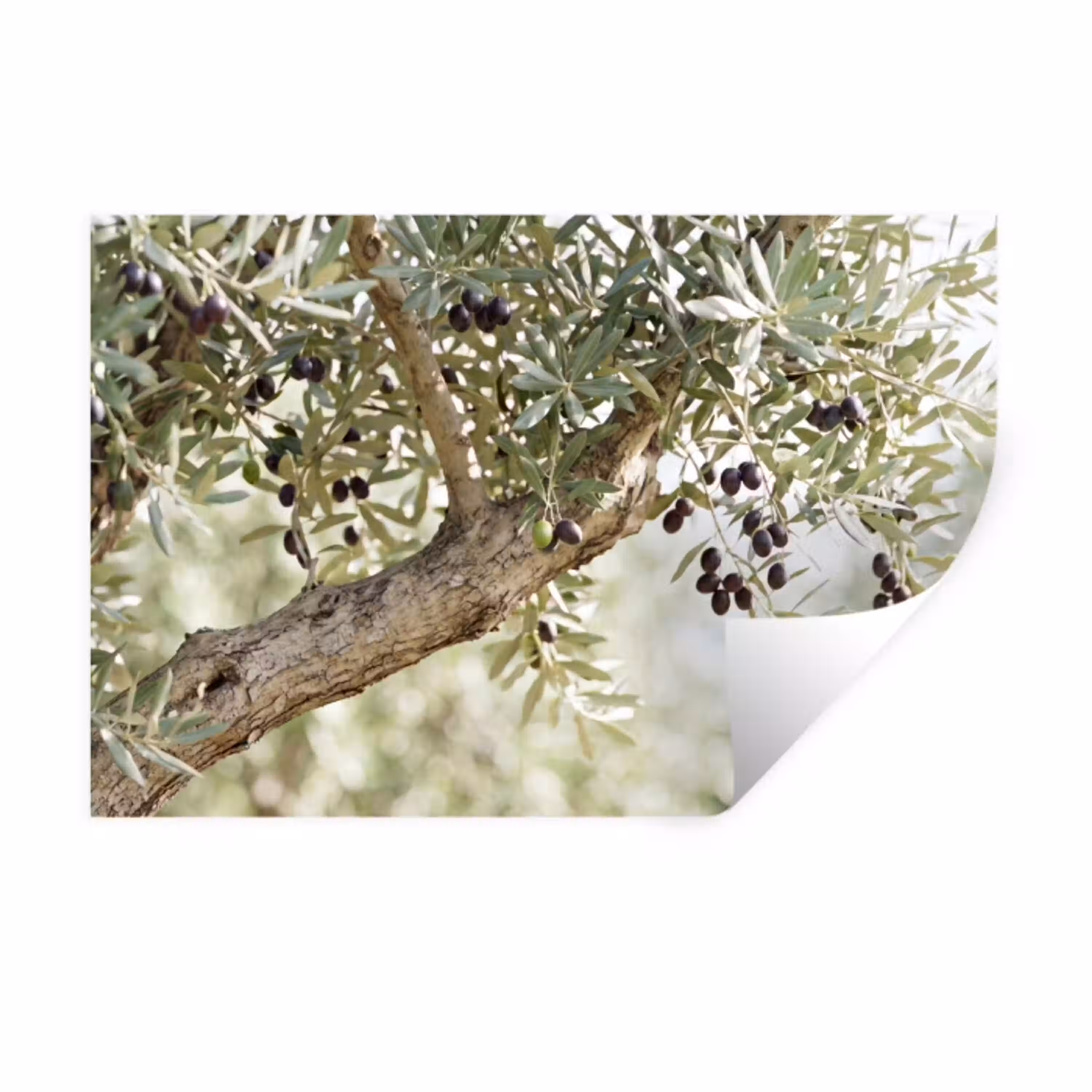 Olijfboom - tak - groen Muursticker klein -3d