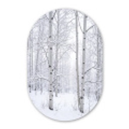 Berkenbomen - Sneeuw - Winter - Bos - Wit Wandcirkel Ovaal Aluminium middel -3d