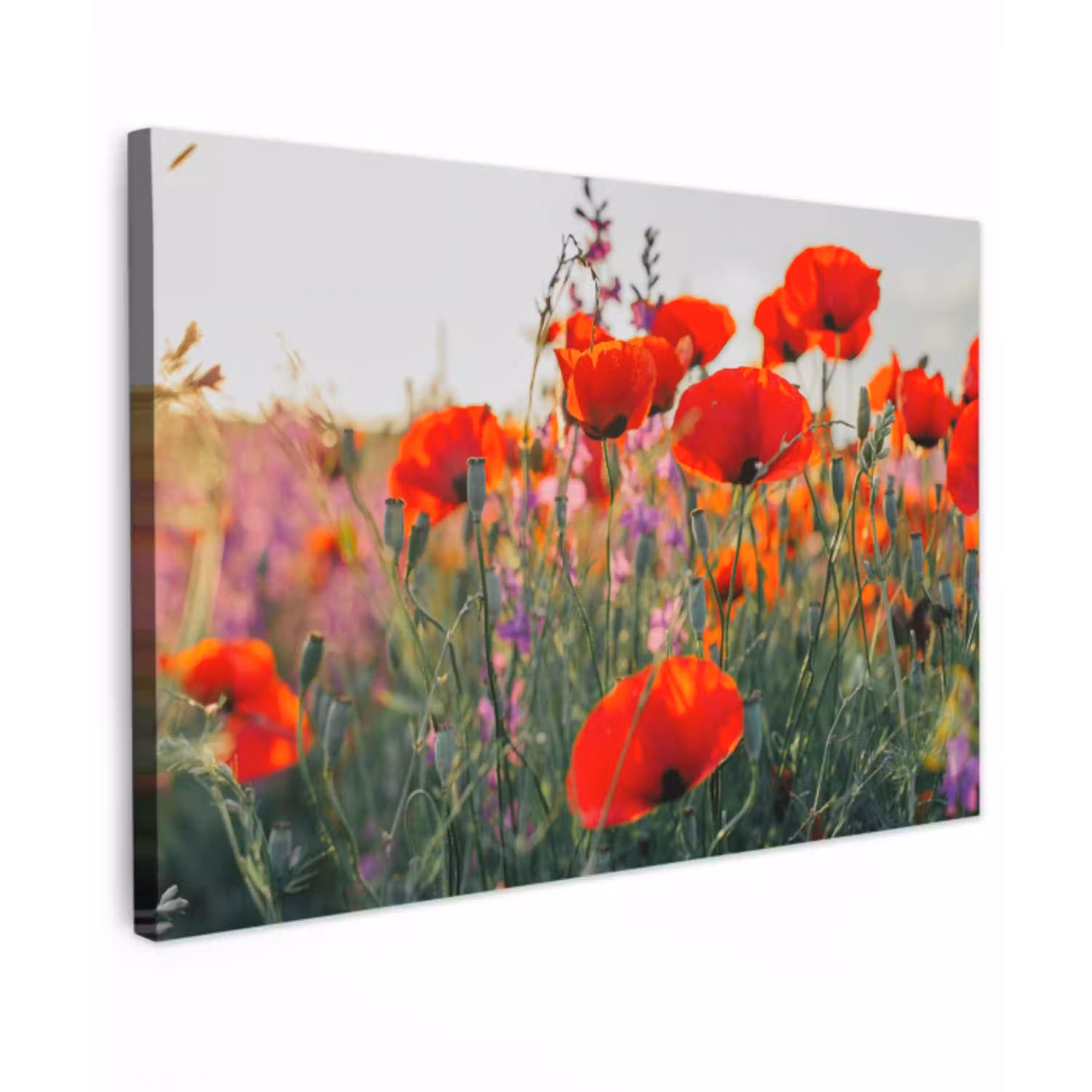 Klaproos - Bloemen - Rood - Paars - Weide Tuinposter op houten frame 2 cm dik klein -3d