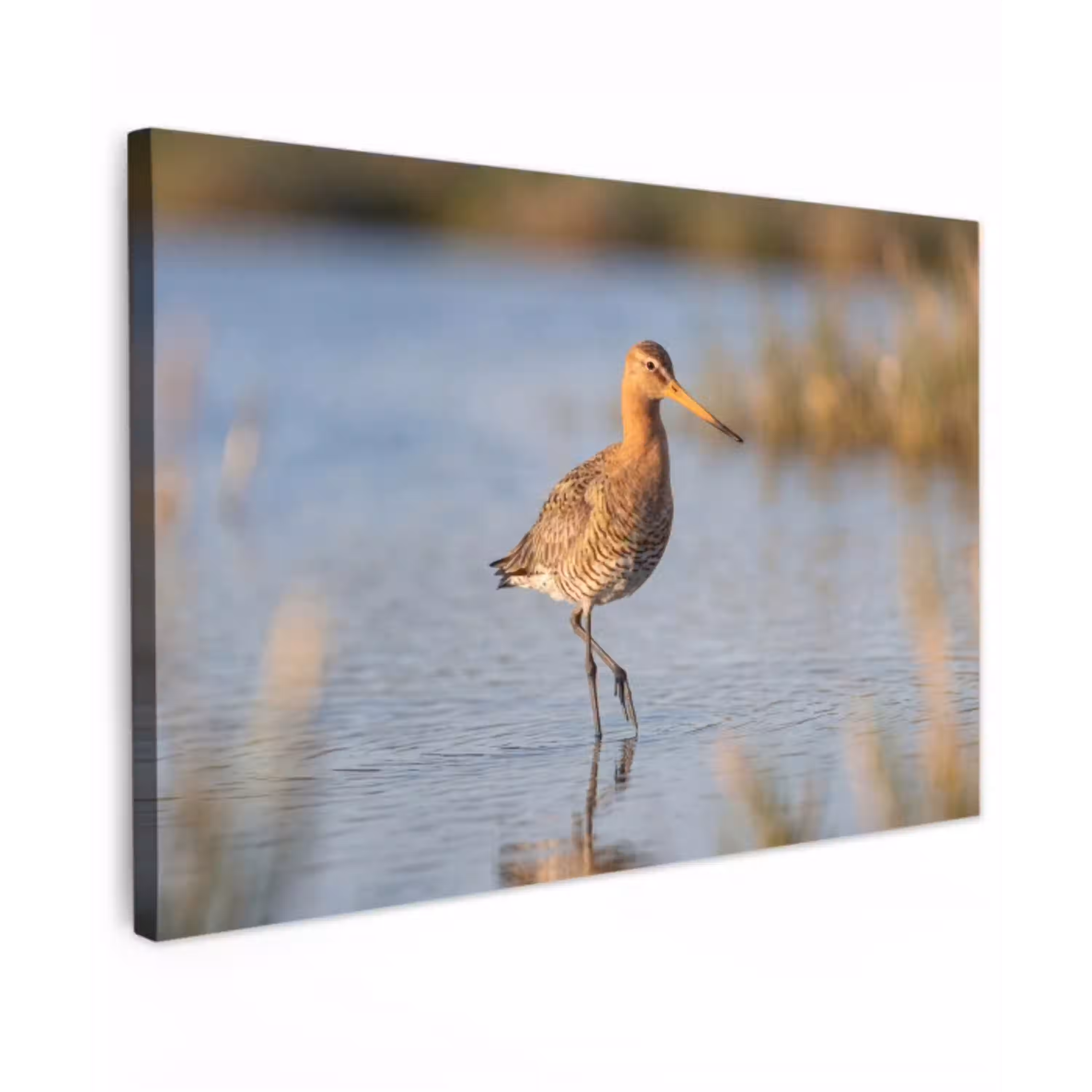 Vogel - Steltloper - Water - Natuur canvas 2cm klein -z3d