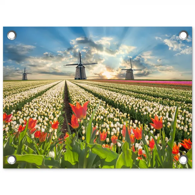 Windmolens en tulpenvelden bij zonsopgang tuinposter los doek klein -3d