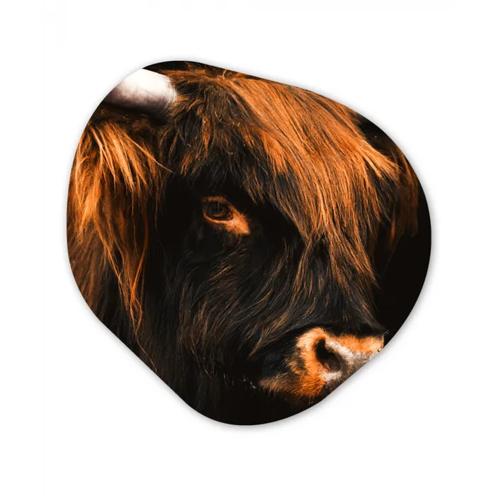 Schotse hooglander - Zwart - Koe - Hoorn - Dieren Wandcirkel Organisch Forex 3mm klein -3d