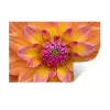 Dahlia - Bloem - Oranje Muursticker klein -3d