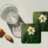 Narcis - Bloem - Wit - Grassprieten onderzetter kurk middel -sfeer4