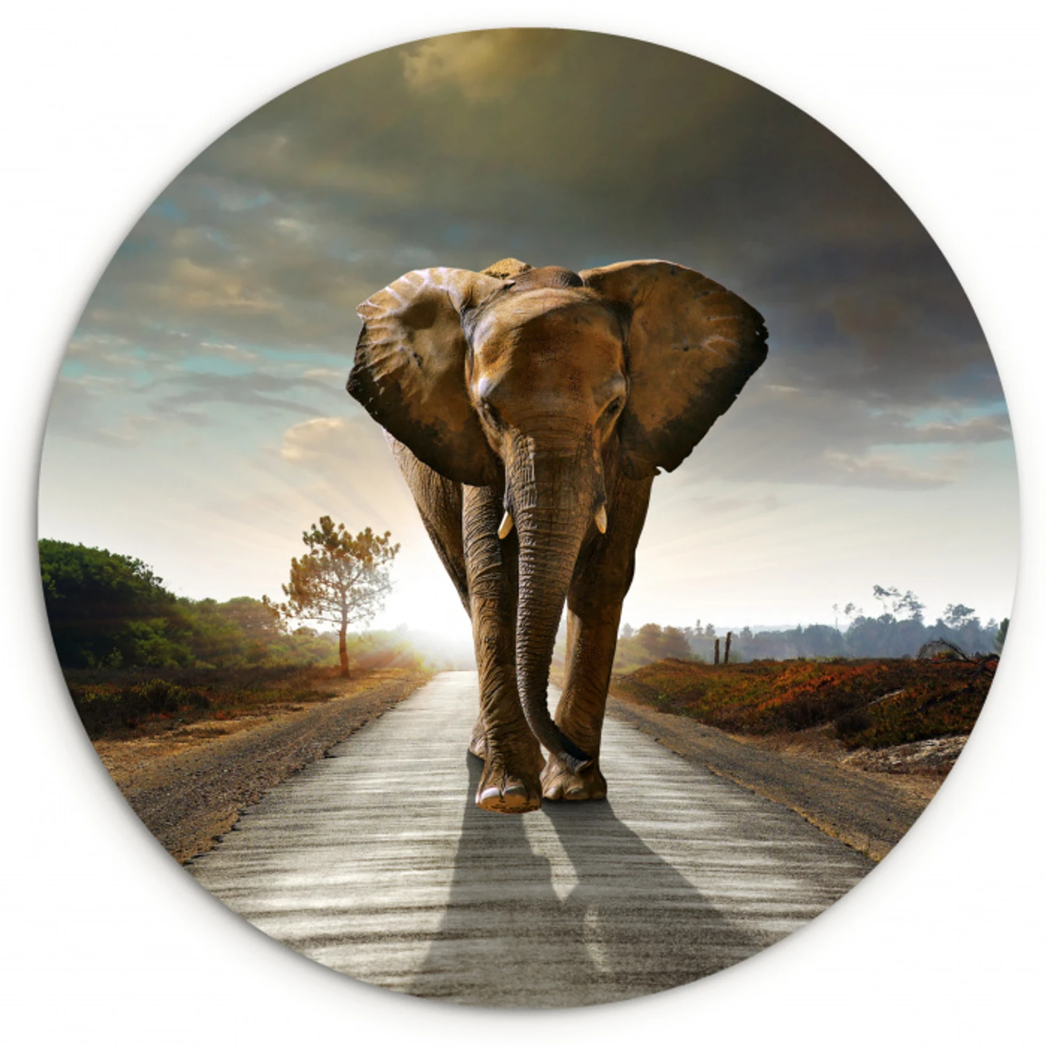 Olifant - Weg - Dieren - Zonsondergang - Landschap Wandcirkel kunststof plaat 5mm dik klein -3d