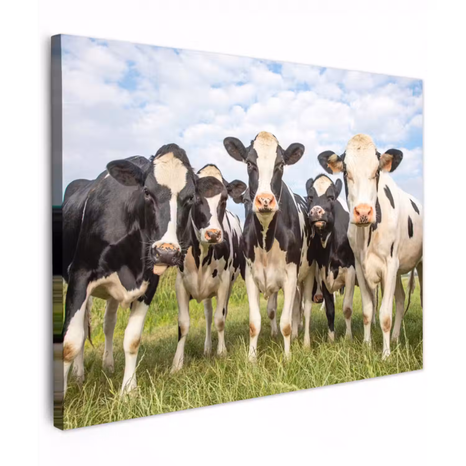 Leinwandbild - Kühe - Weide - Tiere - Natur - Gras