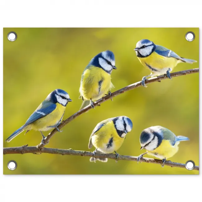 Vijf Koolmezen op een Tak tuinposter los doek klein -3d