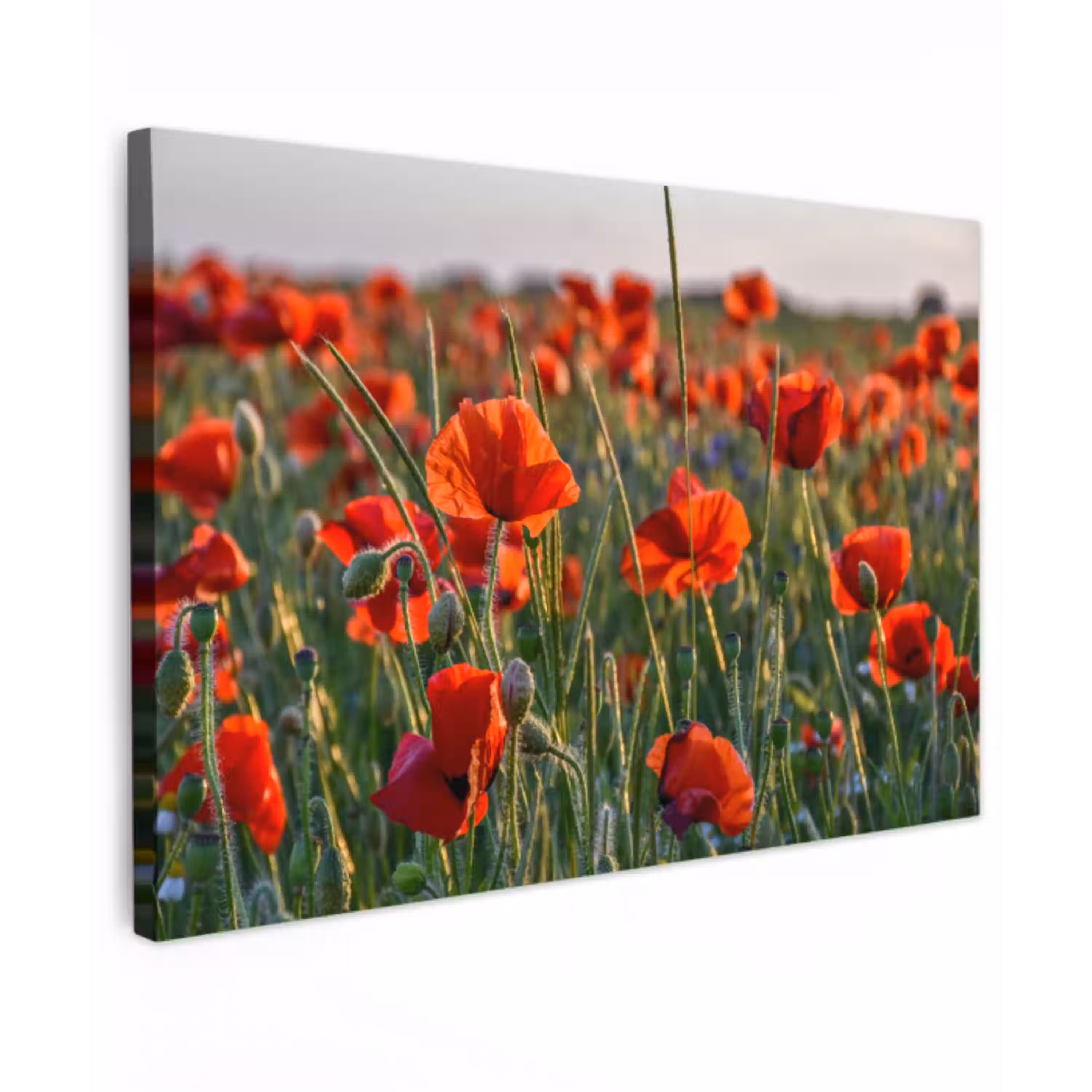 Bloemen - Klaprozen - Natuur - Rood Tuinposter op houten frame 2 cm dik klein -3d