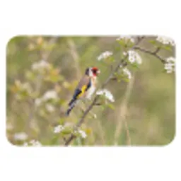 Putter - Bloesem - Lente - Natuur - Kleurrijk Badmat klein -3d