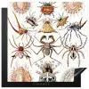 Retro - Spin - Ernst Haeckel - Spinnen Inductie beschermer vinyl 3mm middel -3d