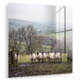 Schapen - Rij - Weide - Dieren - Platteland plexiglas 5mm klein -zzzproduct_nieuw