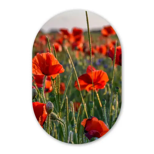 Bloemen - Klaprozen - Natuur - Rood Wandcirkel Ovaal Forex klein -3d