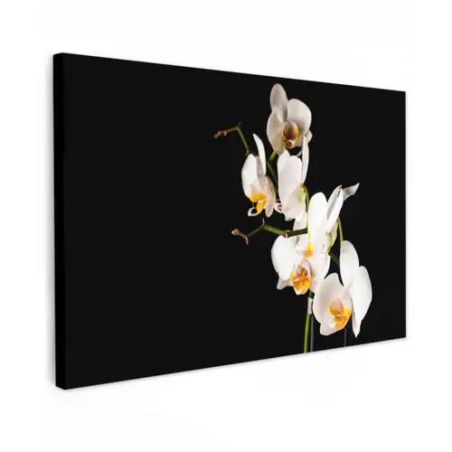 Orchidee - Bloemen - Planten - Botanisch canvas 2cm klein -z3d