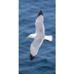 Zeemeeuw - Oceaan - Blauw Behang Vlies klein -3d_website