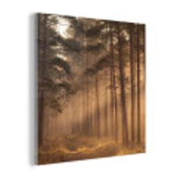 Bos - Mist - Zonlicht plexiglas 5mm klein -z3d