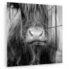 Schotse hooglander - Koe - Zwart - Wit - Dieren plexiglas 5mm klein -zzzproduct_nieuw