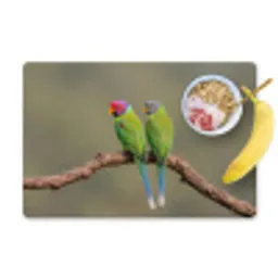 Papagaai - Tak - Natuur - Kleurrijk Placemat vinyl groot -zzzproduct_Kitchenyeah-website
