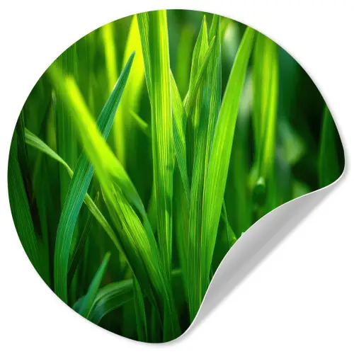 Grassprieten - Lichtinval - Groen Wandcirkel behangsticker klein -3d