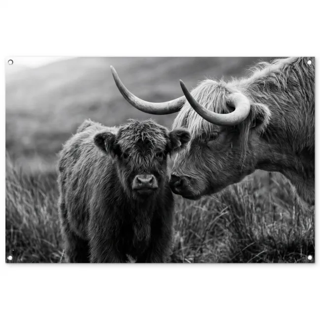 Tuinposter - Schotse hooglander - Kalf - Zwart - Wit