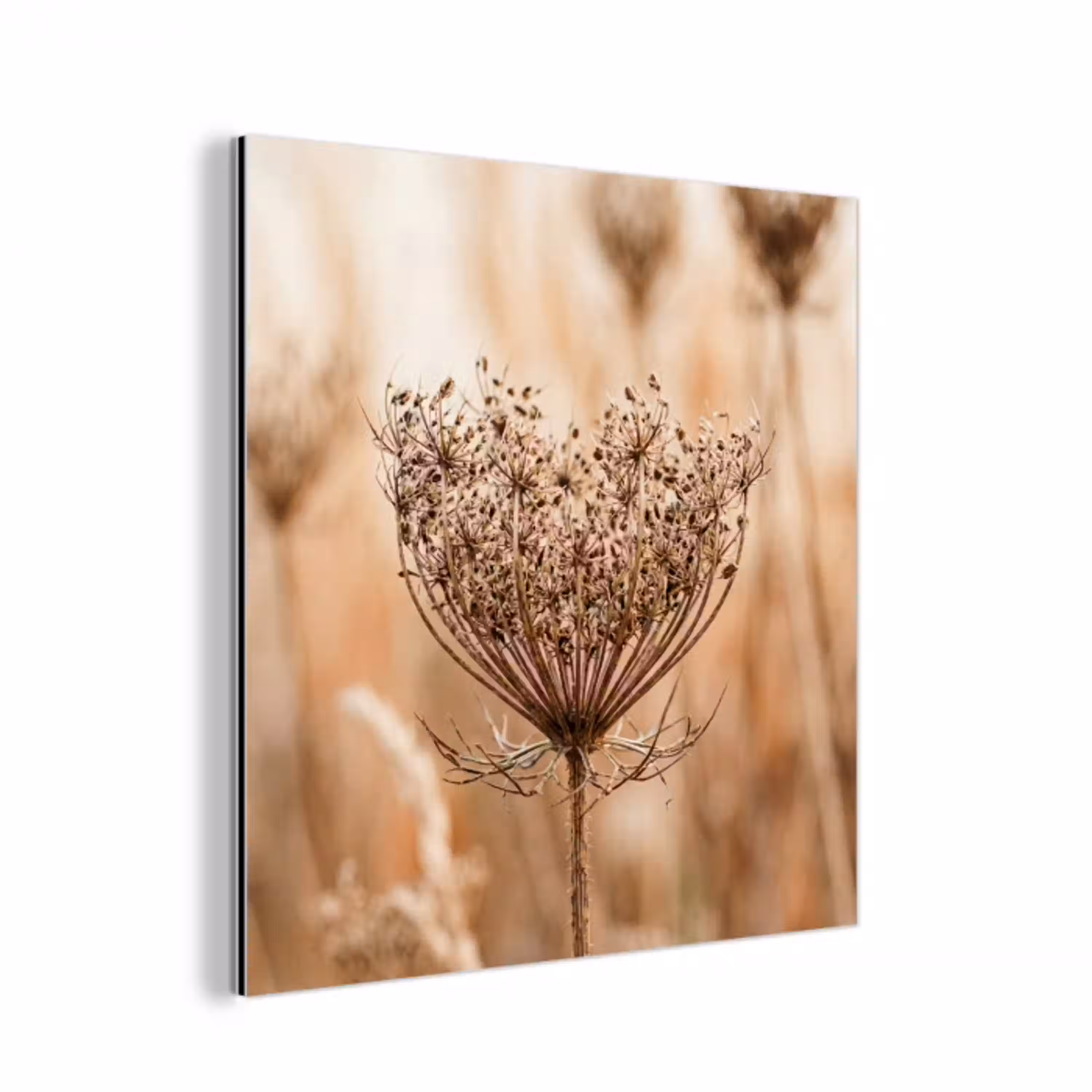 Schermbloem - Droogbloem - Winter - Beige - Minimalistisch aluminium wit klein -3d
