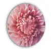 Dahlia - Bloem - Close up - Roze Akoestische PET Vilt - Rond klein -3d