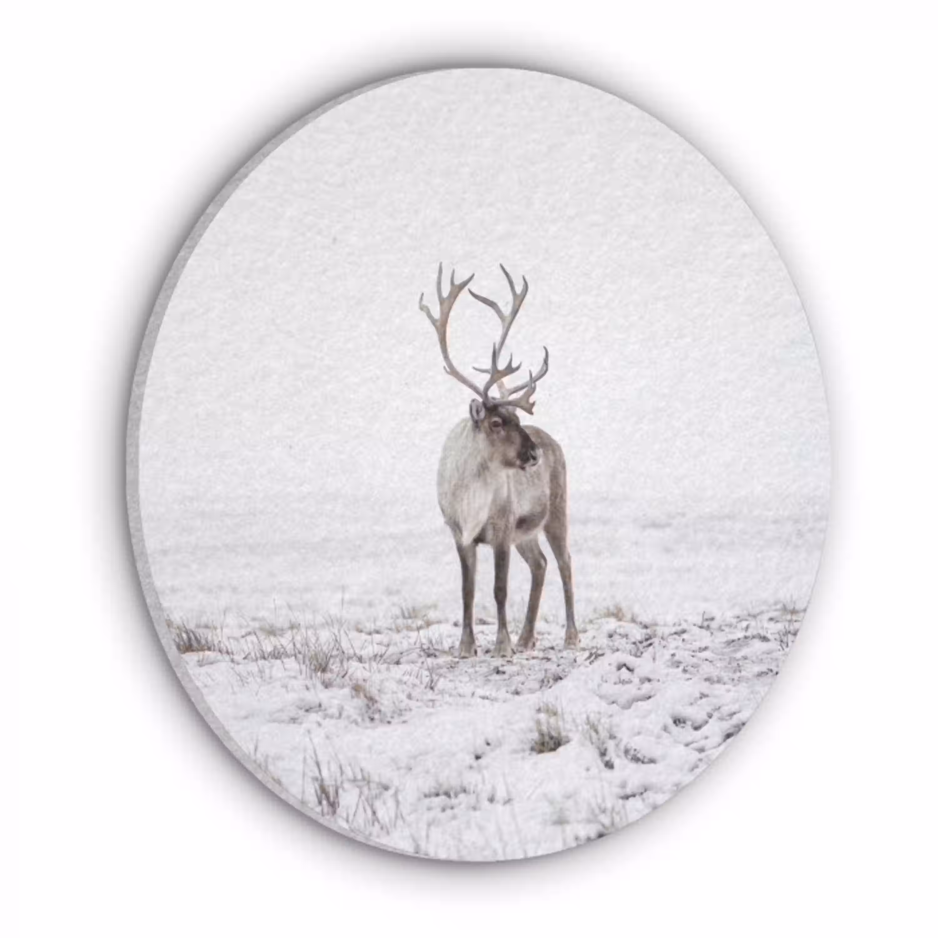 Rendier - Gewei - Sneeuw - Winter Akoestische PET Vilt - Rond klein -3d